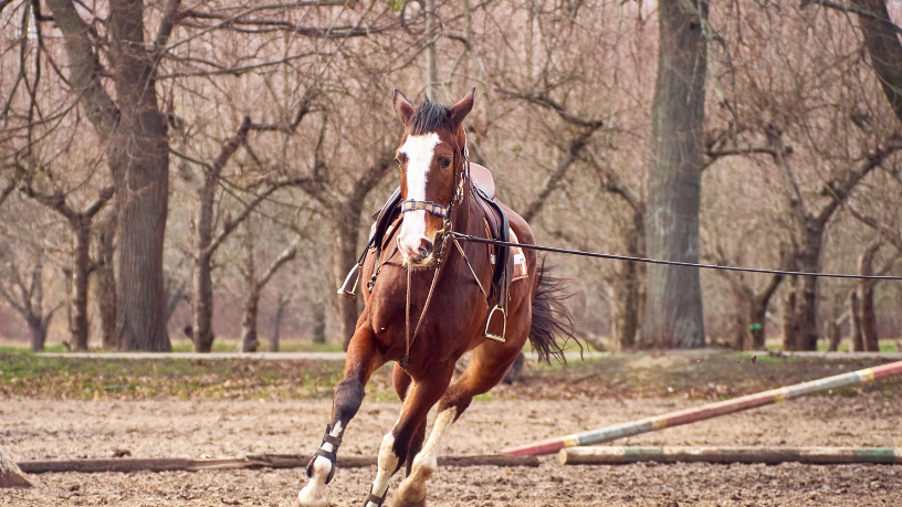 A tradição e a relevância do Freio de Ouro no mundo dos cavalos crioulos são ressaltadas por Aldo Vendramin.