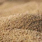 Soja colhida em detalhe, destacando os grãos agrícolas.