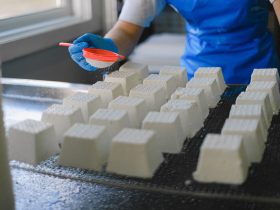 Trabalhador polvilha ingredientes sobre blocos de queijo fresco em uma unidade de produção de laticínios.