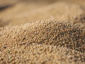 Soja colhida em detalhe, destacando os grãos agrícolas.