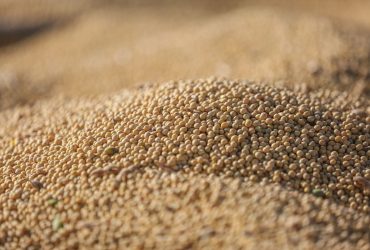 Soja colhida em detalhe, destacando os grãos agrícolas.
