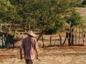Agricultor caminha por um campo seco no Brasil, entre áreas de solo exposto e vegetação rala.